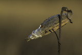 Asclpiade commune / Common Milkweed (Asclepias syriaca)