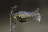 Asclpiade commune / Common Milkweed (Asclepias syriaca)