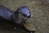 Loutre de rivire / River Otter (Lutra canadensis)