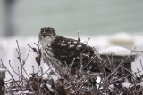 pervier de Cooper / Coopers Hawk (Accipiter cooperii)