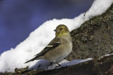 Chardonneret jaune / American Goldfinch (Spinus tristis)