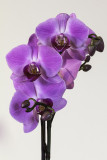 Orchide / Orchid (Phalaenopsis)