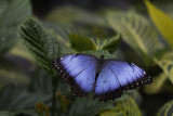 Morpho bleu / Blue morpho (Morpho peleides)