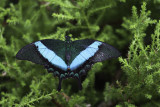 Machaon meraude / Banded peacock (Papilio palinurus)