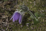 Pulsatille commune / Pasque Flower (Pulsatilla vulgaris)