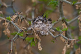baby hummers waiting for mom