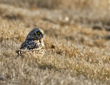 Short Earred Owl