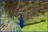 English Peacock