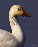 Portrait of a Snow Goose