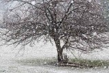 The Calendar Says Springtime  2013