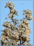 Spring Flowers at Last!!! April 13, 2013