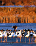 Golden Hourt on a Winter Marsh