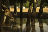 Light and Shadows at Safari Park.jpg