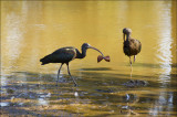 Glossy Ibis in Safari Park after the Storm