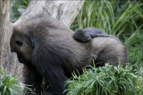 Newborn Baby Gorilla and Mum.jpg