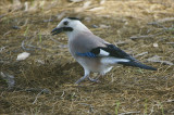 Eurasion Jay.jpg