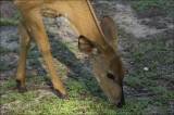 Young Impala at Safari Park