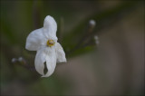 Winter White Macro.jpg