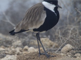Closeup of a Spurwing Lapwing