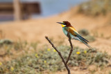 Bee-eater at Tel Baruch near Tel Aviv