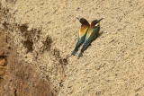 Two Baby Bee-Eaters.jpg