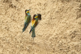 Baby Bee-Eaters 2.jpg