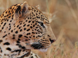 Male Leopard 