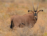 Fringe-eared Oryx (Oryx beisa callotis)