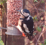 Great Spotted Woodpecker - female.