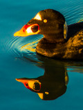 Surf Scoter