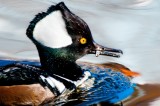 Hooded Merganser