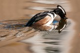 Hooded Merganser