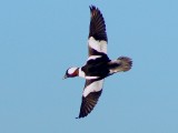 Bufflehead