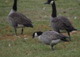 Cackling Goose 11-5-12 Fond du Lac - Lakeside Parkjpg