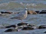 Iceland Gull 1-12-13 North Point Milwaukee, WI.jpg