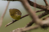 Warbler, Negros Leaf <i>(Phylloscopus nigrorum)<i/>