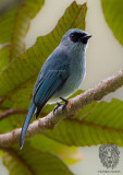 Turquoise Flycatcher <i>(Eumyias panayensis)<i/>