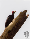 Northern Sooty Woodpecker (male) <i>(Mulleripicus funebris)<i/>