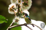 Grey-throated Sunbird (Anthreptes griseigularis)