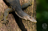 Monitor Lizard