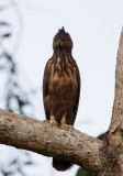 Philippine Hawk-Eagle <i>(Nisaetus philippensis)<i/>