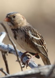 Harriss Sparrow 
