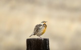 Eastern Meadowlark ( Lillians )