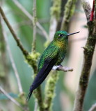 Golden-breasted Puffleg