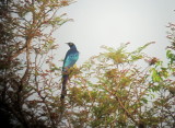 Long-tailed Glossy Starling