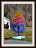 The Colorful Tree