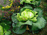 Giant Cabbage, Georgeson Botanical Garden