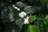Tanna coffee