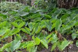 Taro patch