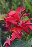 Botanical garden, Tanna